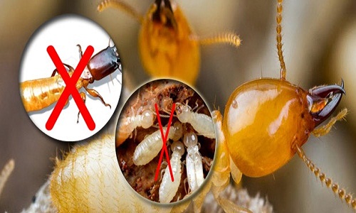 Diệt mối tại nhà giá rẻ quy nhơn